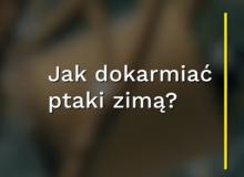 Jak dokarmiać ptaki zimą?